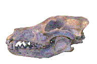 Wolf skull